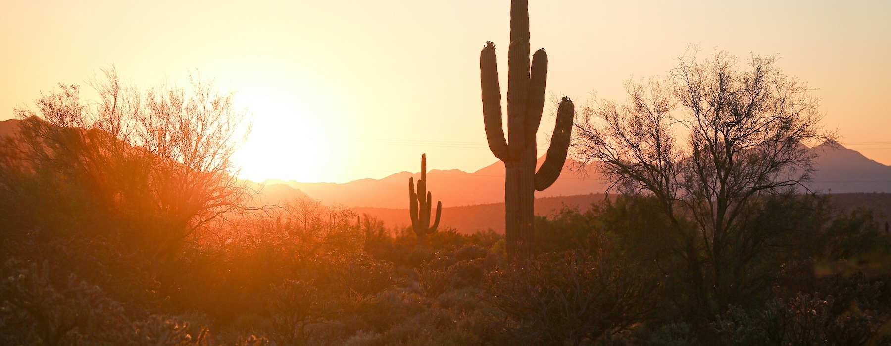 a cactus in a desert