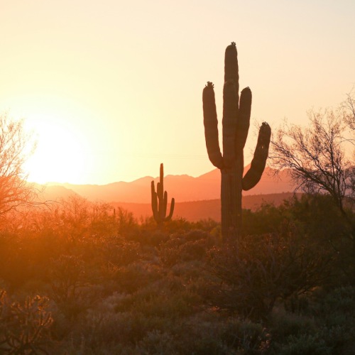 a cactus in a desert